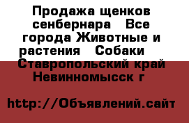 Продажа щенков сенбернара - Все города Животные и растения » Собаки   . Ставропольский край,Невинномысск г.